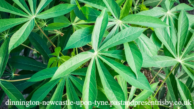 6 Manfaat Daun Singkong untuk Kesehatan Tubuh